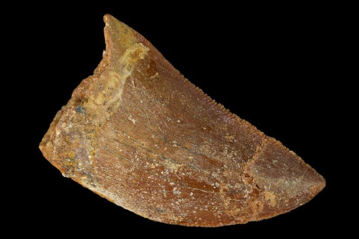 Serrated, Carcharodontosaurus Tooth - Real Dinosaur Tooth #145730